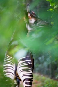 Dublin Zoo's new additions, two Okapis.
