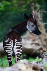Dublin Zoo's new additions, two Okapis.