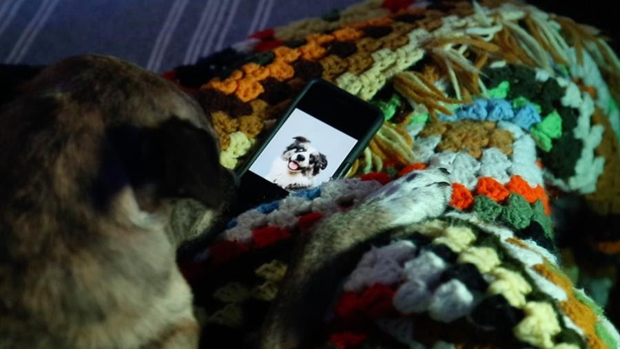 of Montreal – 'Polyaneuris'